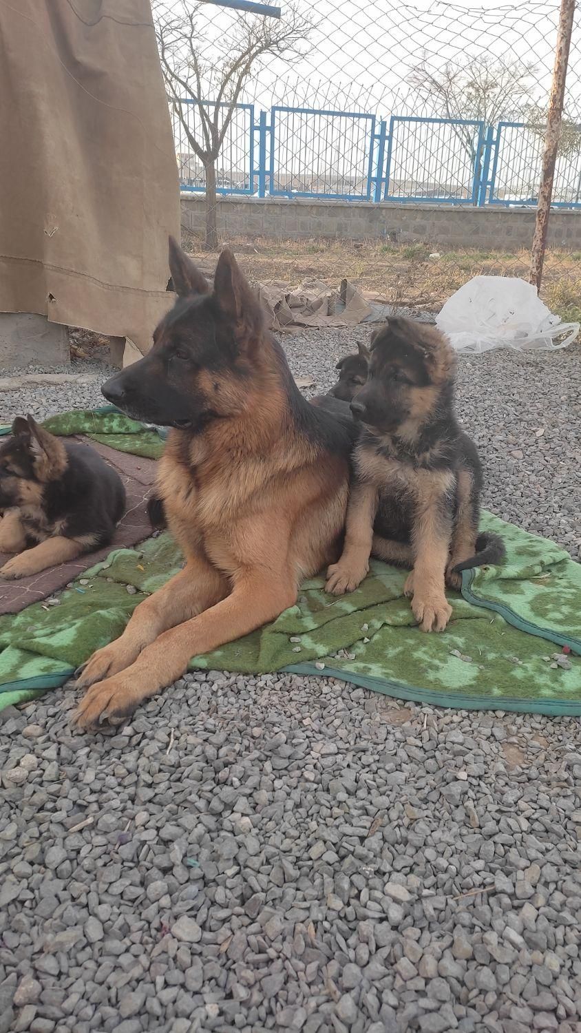 مربی سگ اردبیل / تربیت سگ / آموزش سگ در اردبیل|خدمات آموزشی|اردبیل, |دیوار