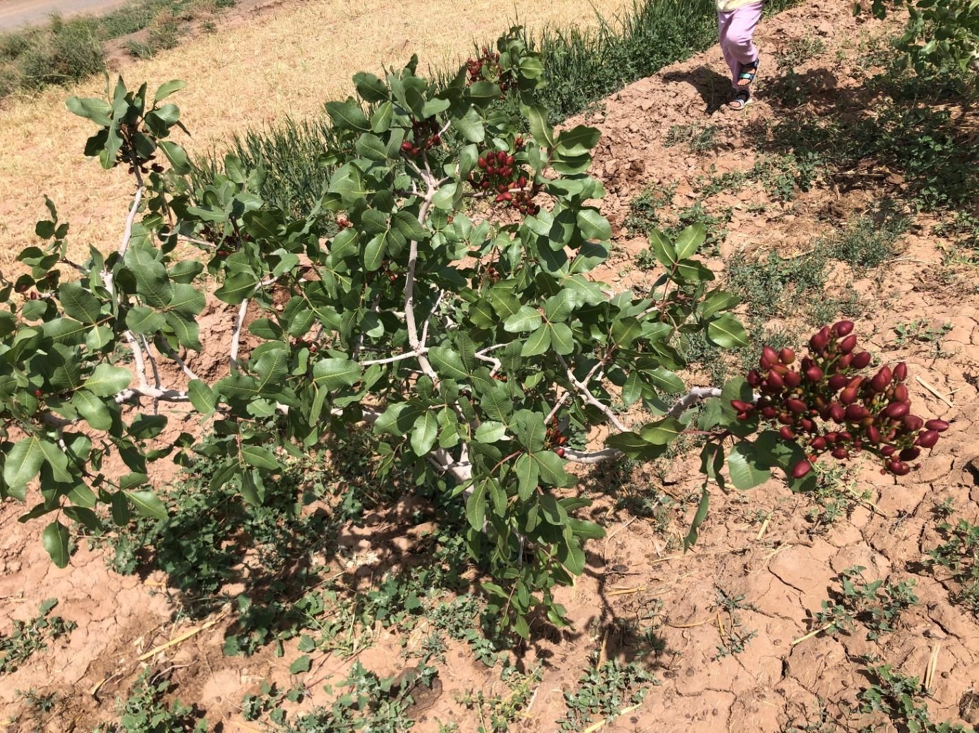 باغ پسته|فروش دفتر صنعتی، کشاورزی، تجاری|سبزوار, قصبه شرقی|دیوار