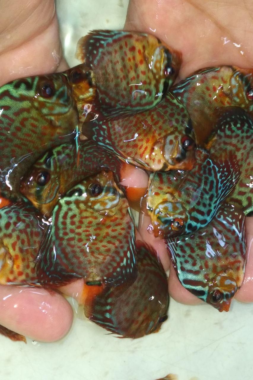 دیسکس از سایز ۲ اینچ تا اورسایز|ماهی|اصفهان, ابر|دیوار