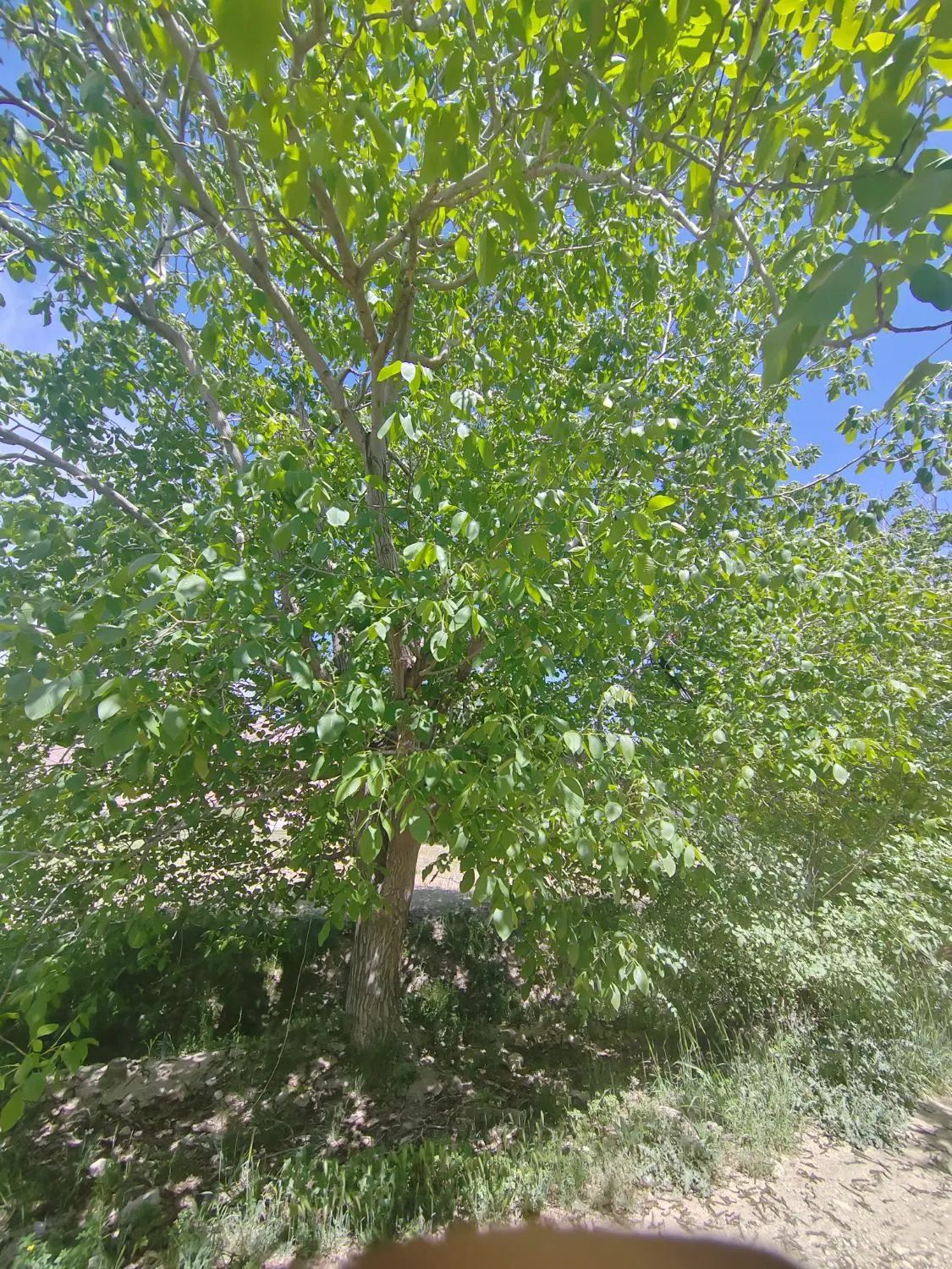 باغ در بهترین نقطه مجموعه باغ علی آباد سیدان|فروش خانه و ویلا|سیدان, |دیوار