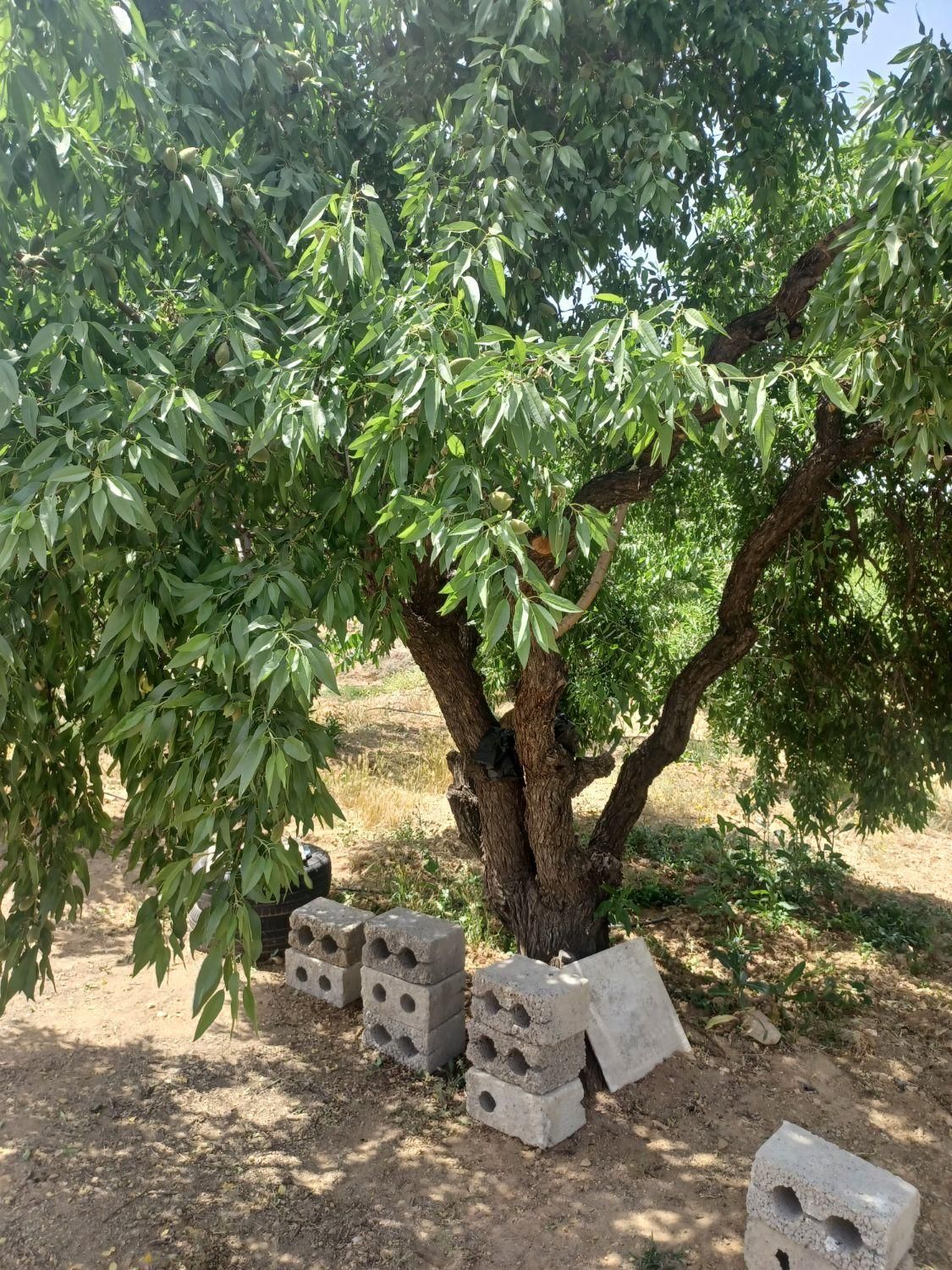 باغ وزمین کشاورزی ۷۵۰متری|فروش دفتر صنعتی، کشاورزی، تجاری|فولادشهر, زاینده رود|دیوار