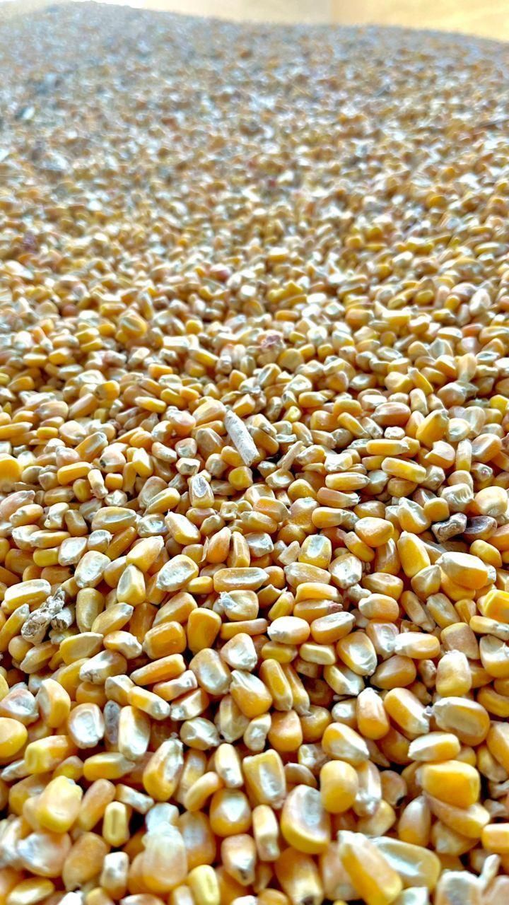 ذرت برزیلی دامی درجه یک|عمده‌فروشی|زرقان, |دیوار