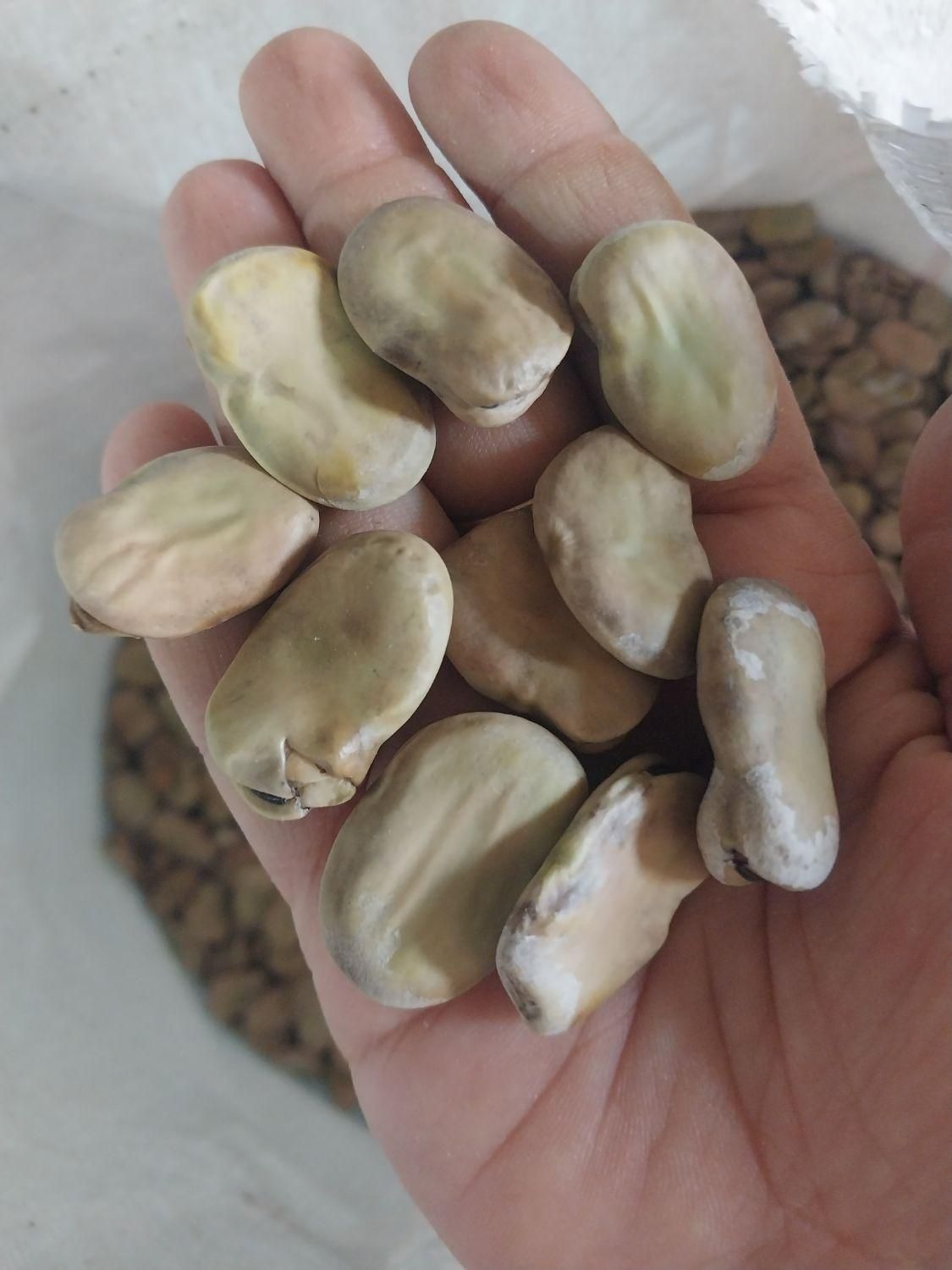 باقلا شرطی|گل و گیاه طبیعی|بهبهان, |دیوار