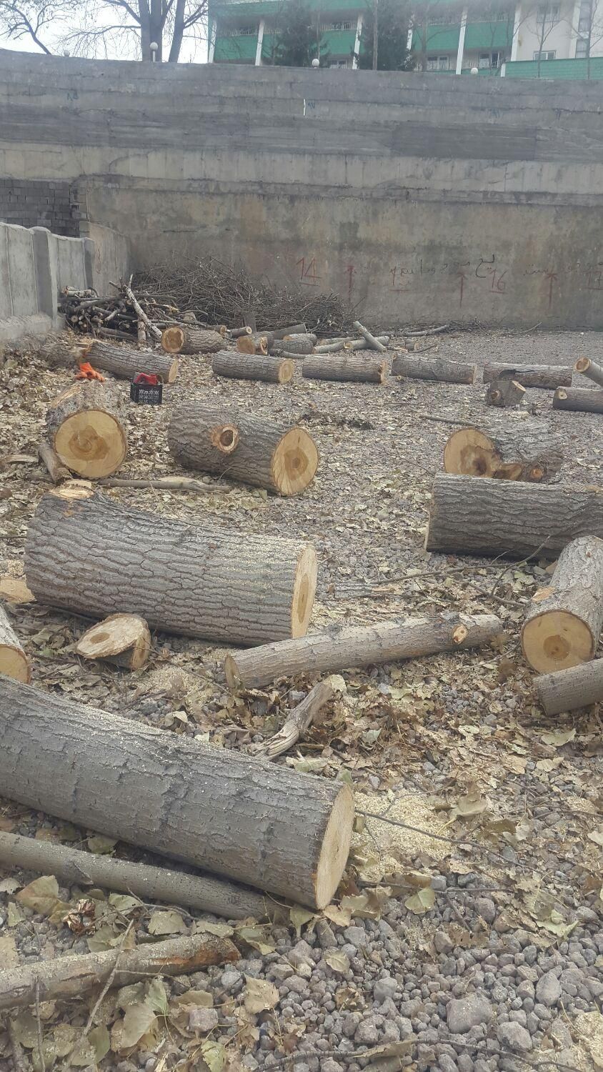 خریداردرخت قلمه میوه سود وچوب خشک|خدمات باغبانی و درختکاری|اردبیل, |دیوار