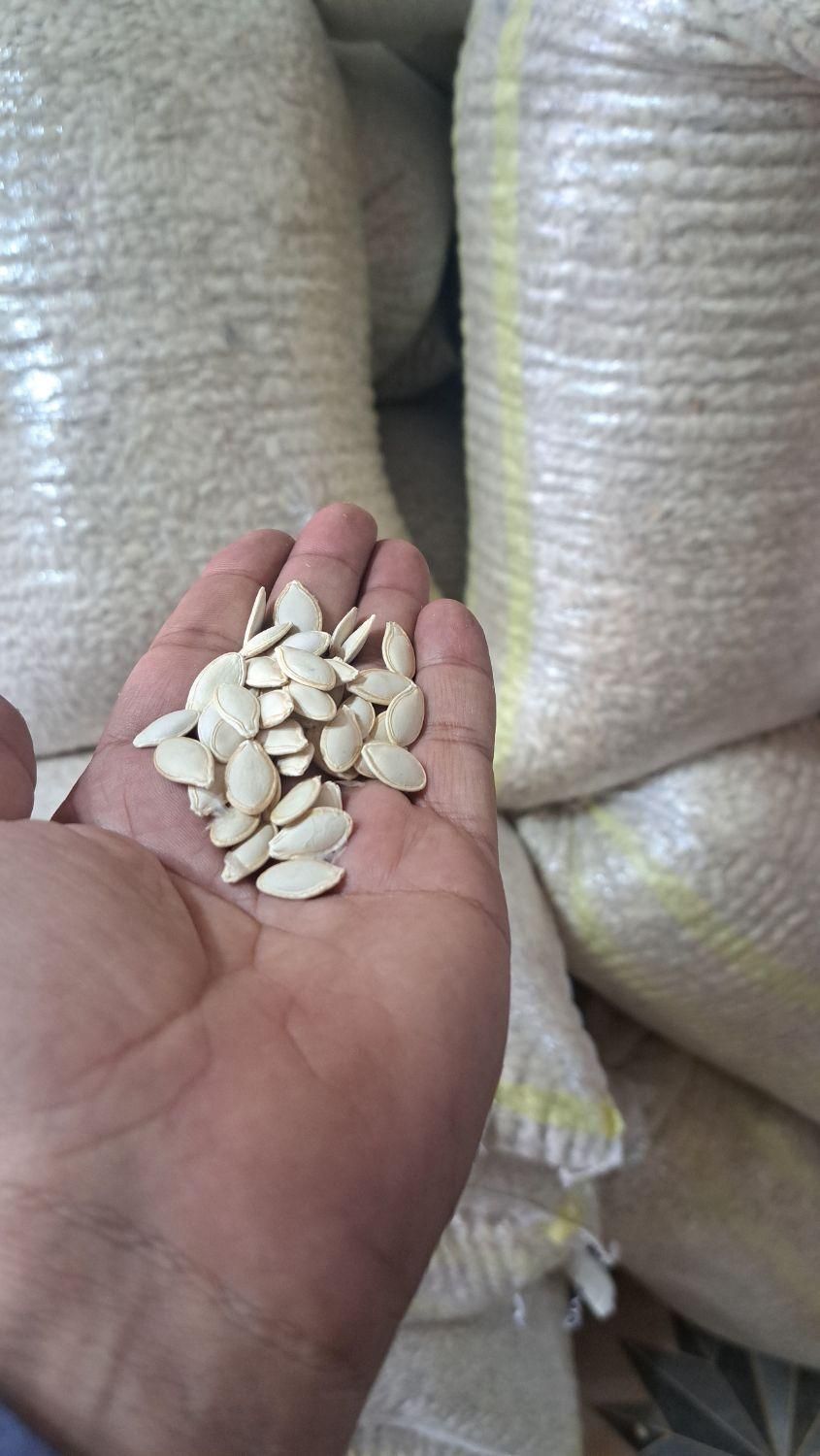 تخمه کدو گوشتی|خوردنی و آشامیدنی|اصفهان, ناژوان|دیوار