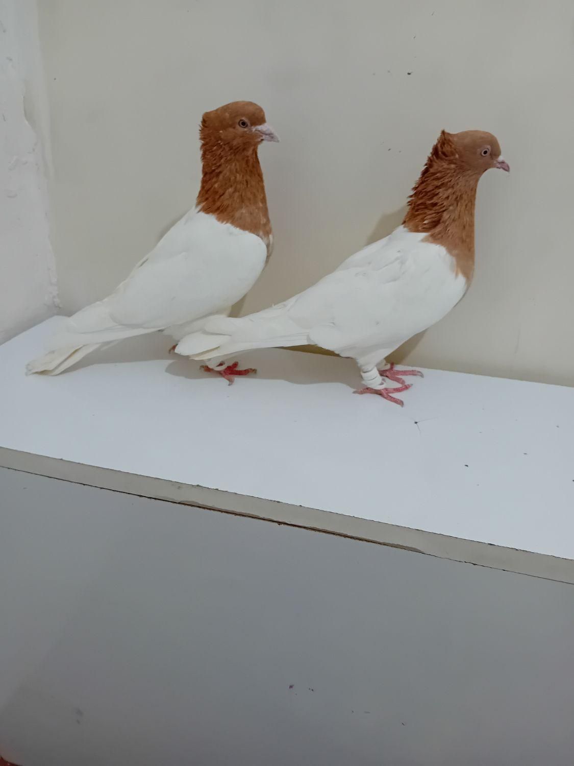 کبوتر کله سرخ وزرد وسیاه وسبز وطوقی کلکسیونی|پرنده|مشهد, آبکوه|دیوار