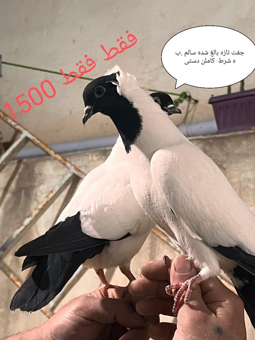 کبوتر .پرشی،پرستویی آلمانی وارداتی،ساکسون بخارا|پرنده|قدس, شهر‌قدس|دیوار