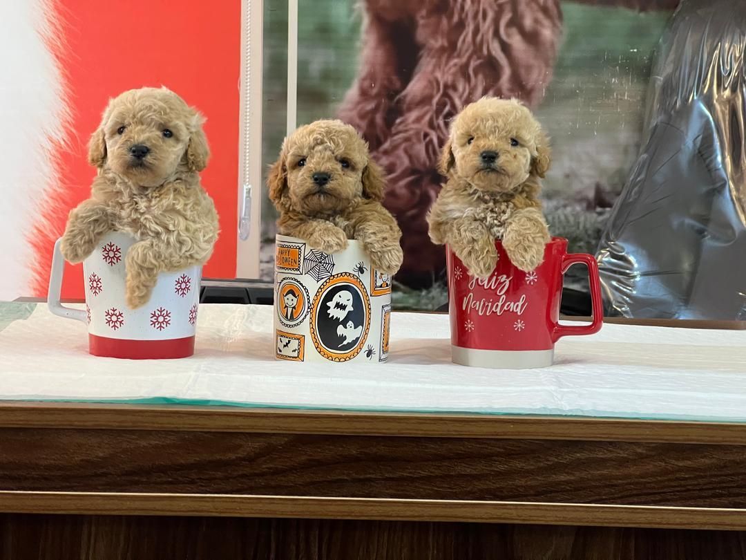 پودل عروسکی اپریکات|سگ|تهران, پونک|دیوار