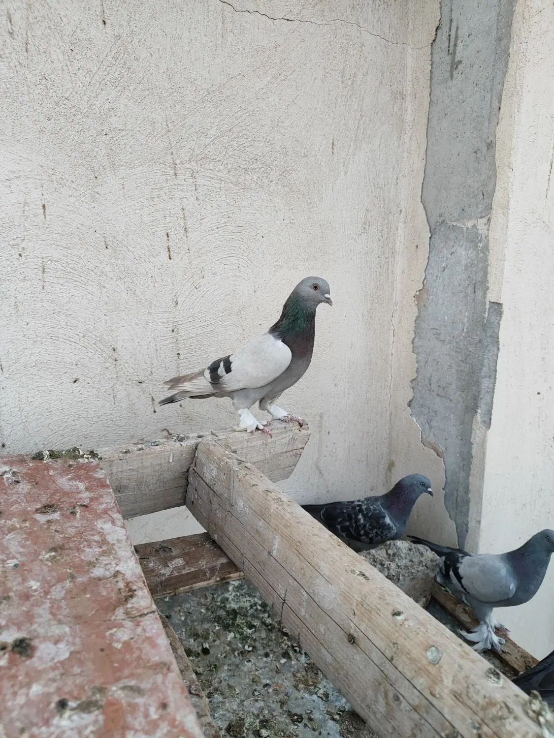 کبوتر ترکیه ای بازیکن صداکت دار|پرنده|اصفهان, باغ فدک|دیوار