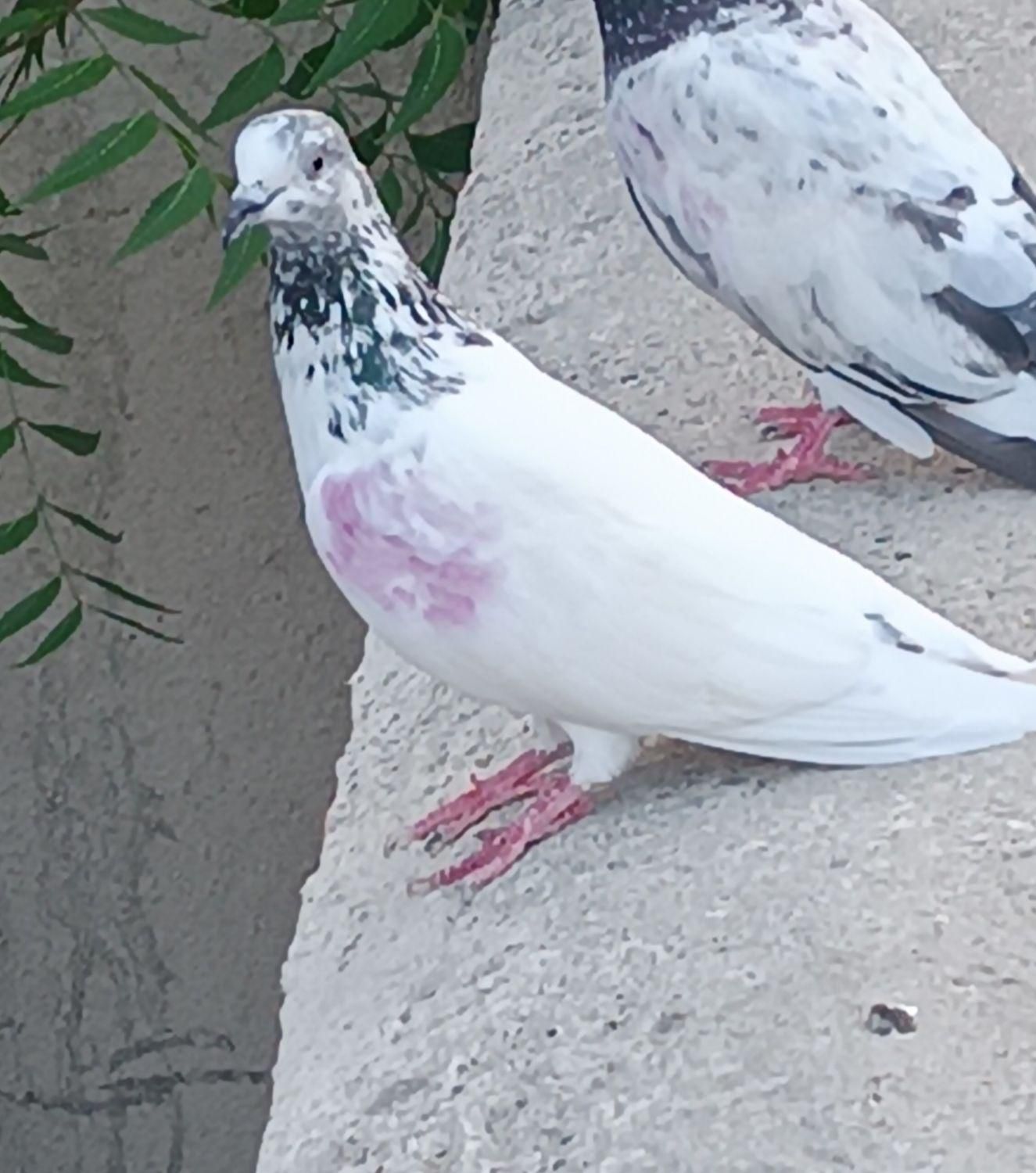 ماده تک|پرنده|کنارک, |دیوار