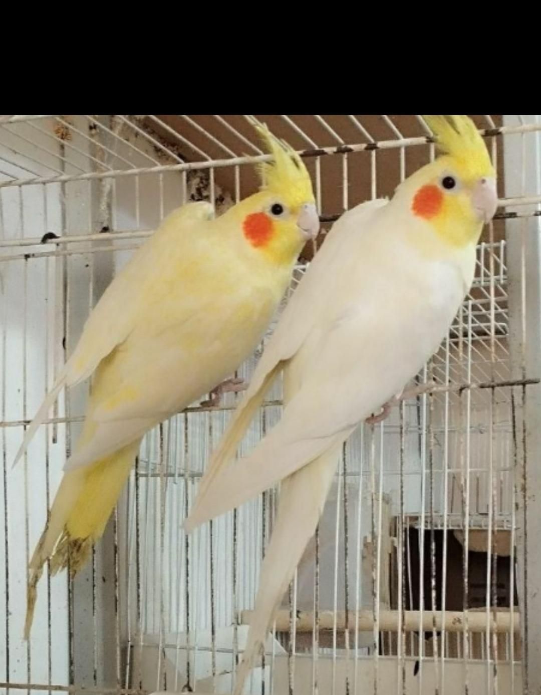 عروس هلندی|پرنده|مزرعه کتول, |دیوار