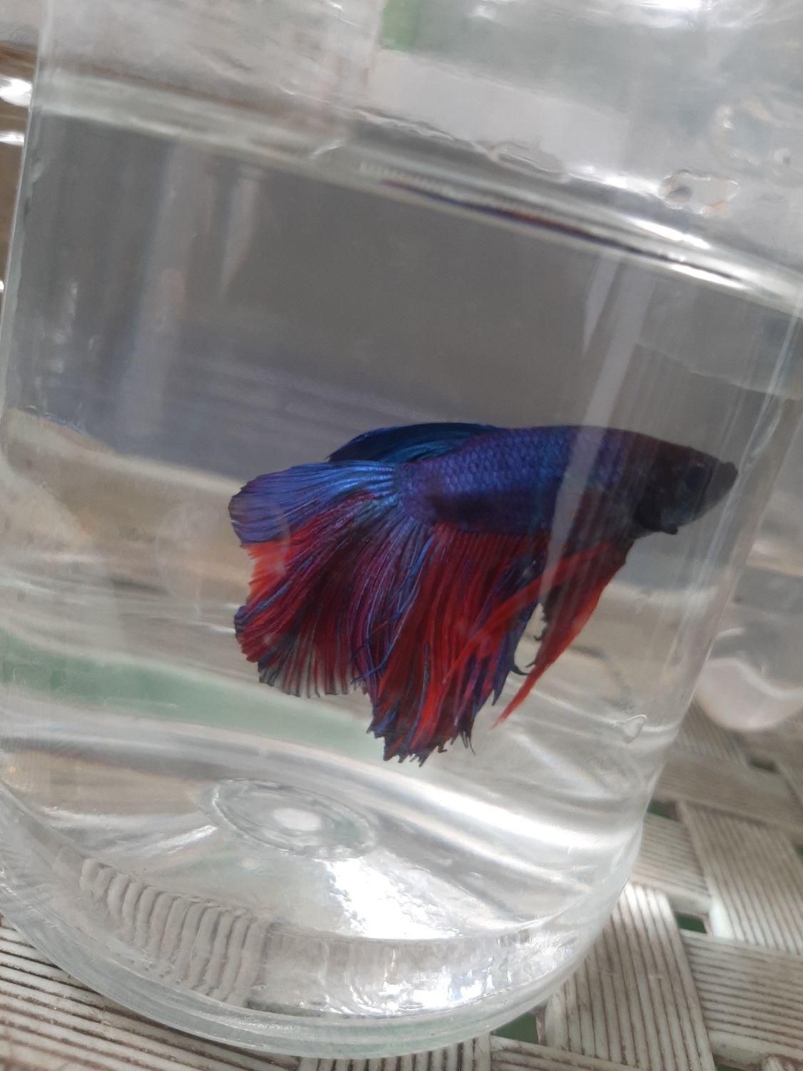 فروشگاه ماهی فایتر|ماهی|اصفهان, هفتون|دیوار