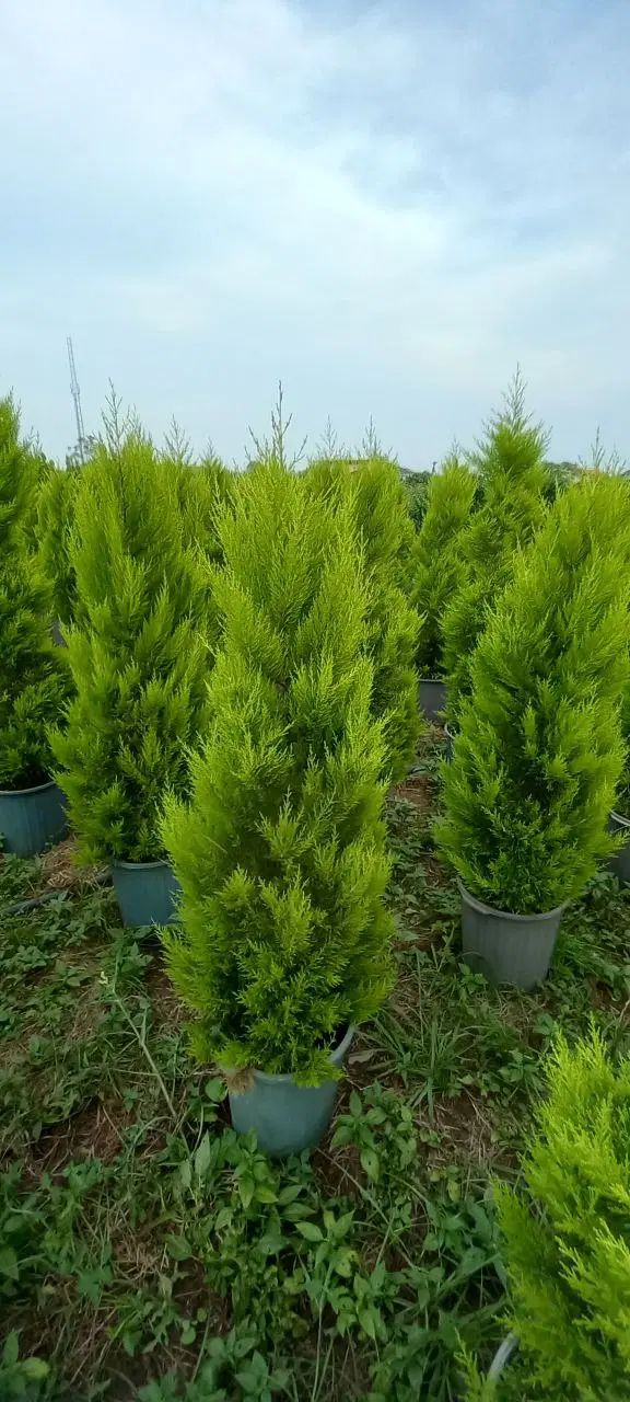 درختچه فضای باز لاوسون ، یاس هلندی ،فیتونیا،شمشاد|خدمات باغبانی و درختکاری|رشت, پیرکلاچای|دیوار