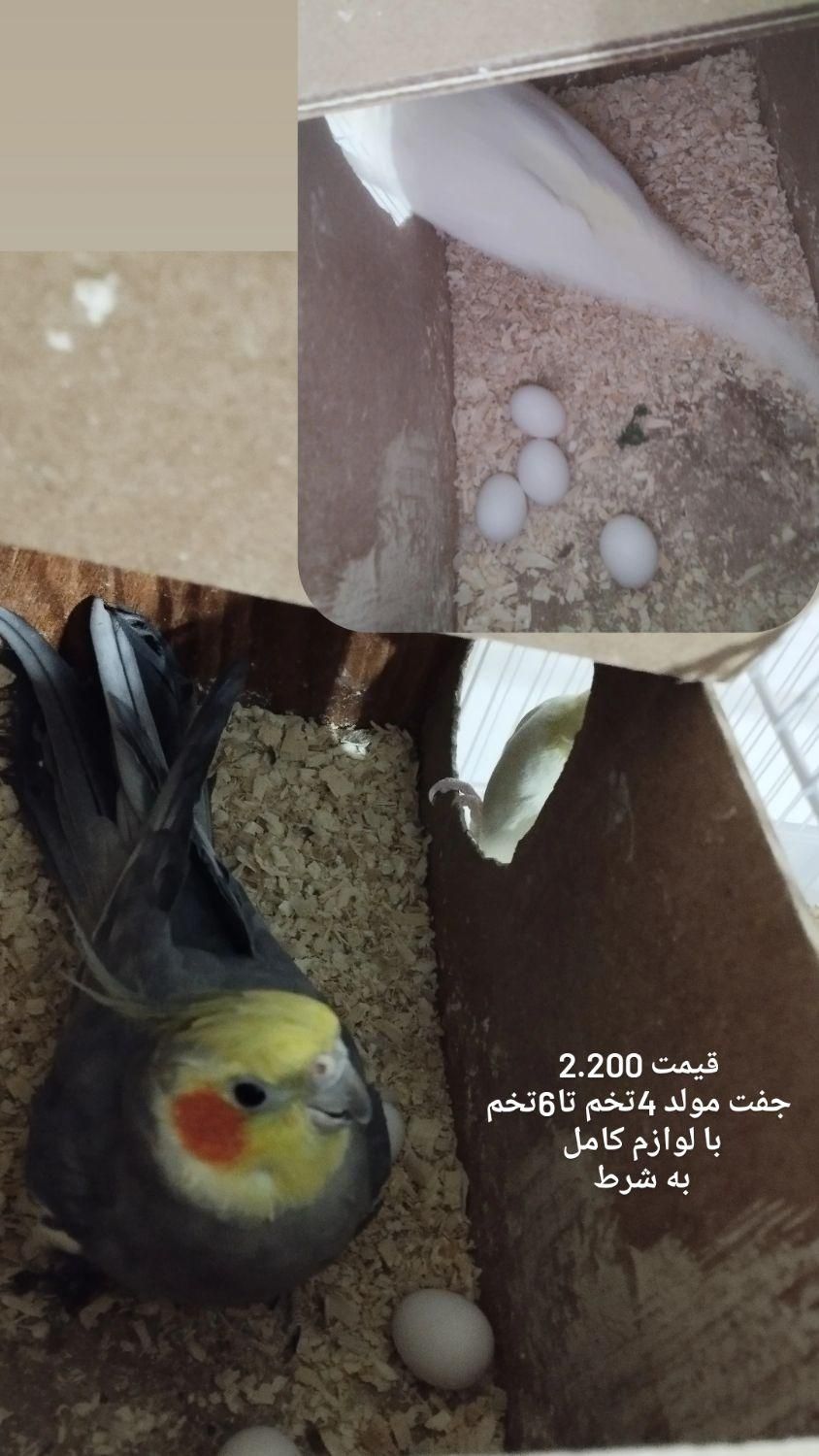 عروس هلندی لوتینو آلبینو ابلغ جفت مولد سالم بشرط|پرنده|مشهد, کوی المهدی|دیوار