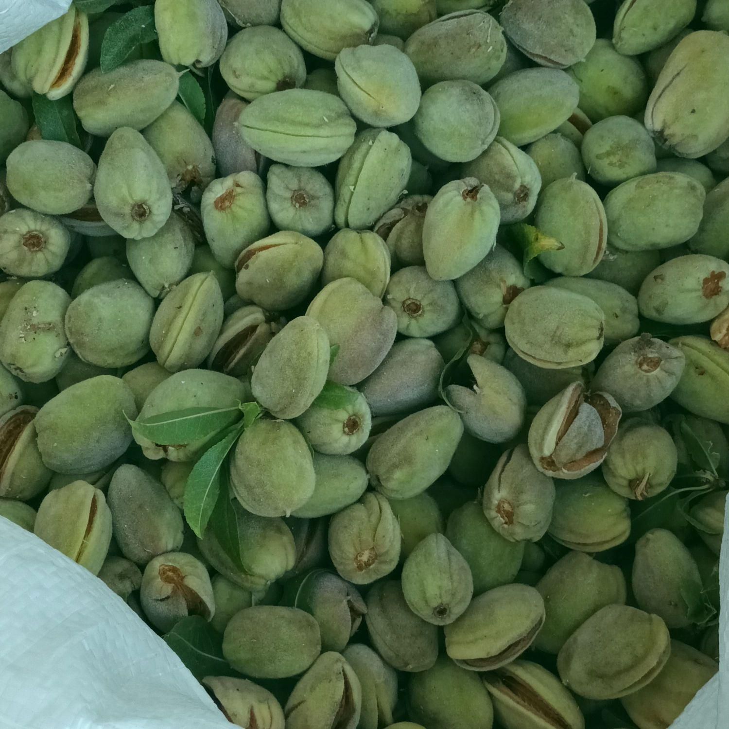 بادام تازه (بادام تر)|خوردنی و آشامیدنی|اصفهان, هفتون|دیوار