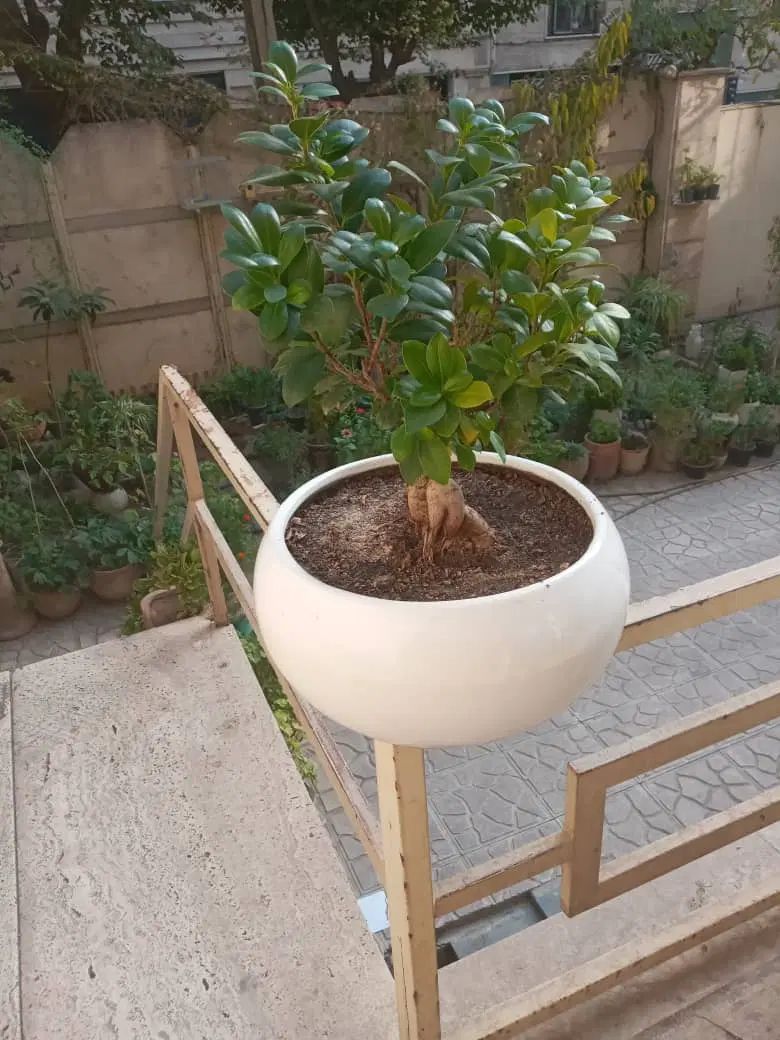 گل بنسای|گل و گیاه طبیعی|تهران, سید خندان (جلفا)|دیوار