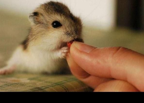 همستر کمپل روبروفسکی سوری و مینیاتوری|موش و خرگوش|اراک, |دیوار