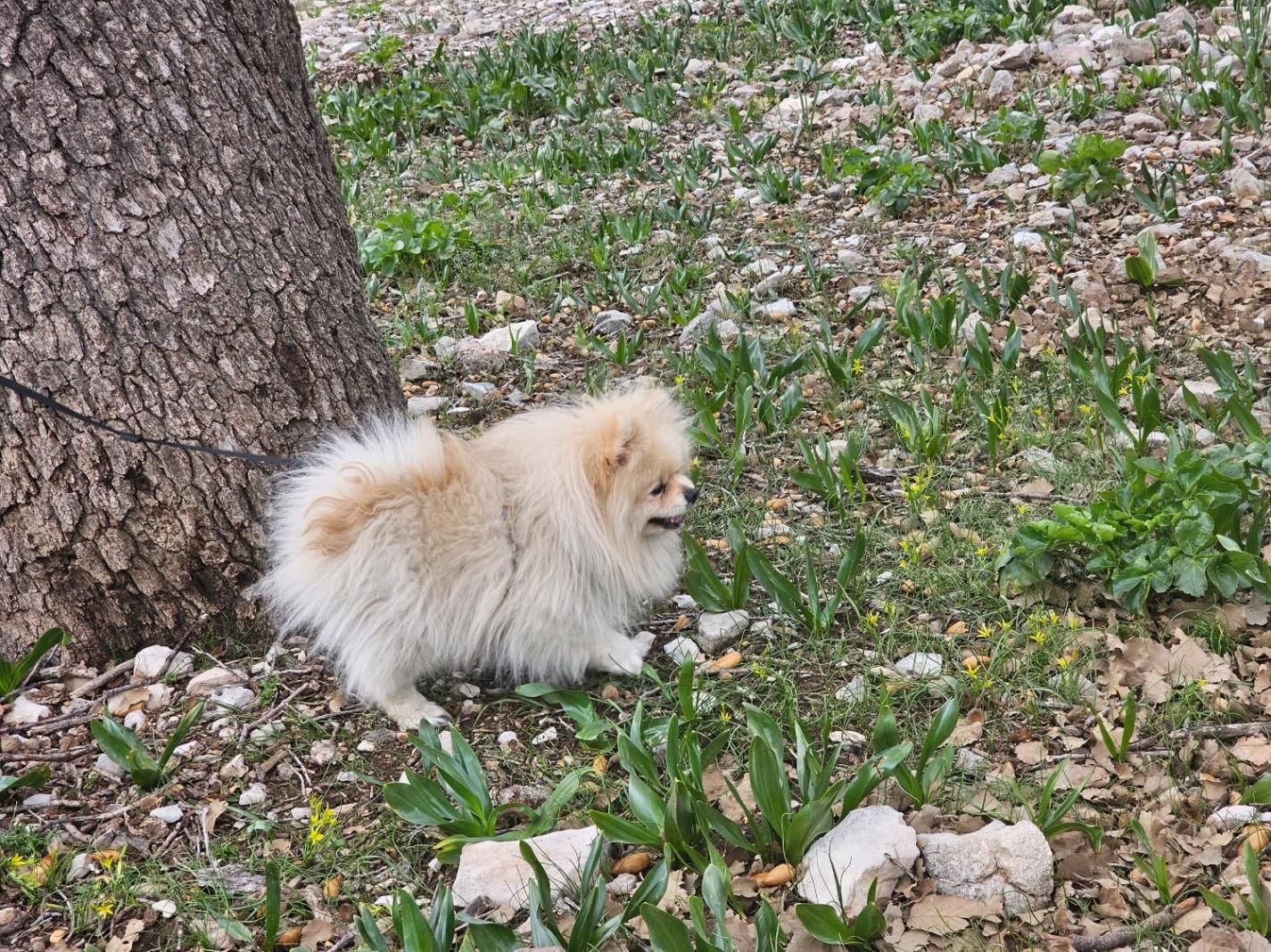 پامرانین خرسی سفید نر وارداتی کش ش|سگ|کرج, گلشهر|دیوار