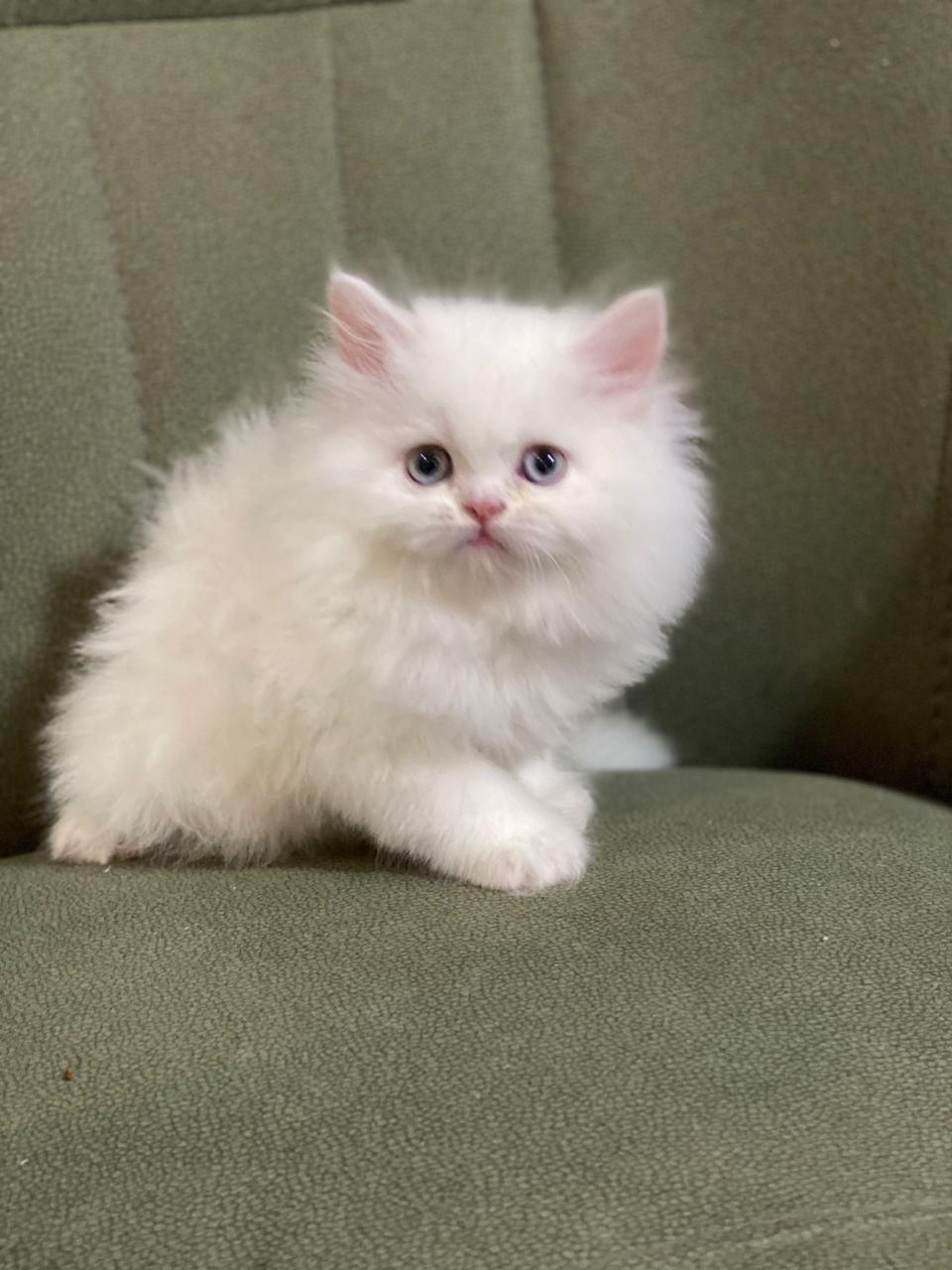 بچه گربه های اشرافی ( iran cats)|گربه|رشت, گلباغ نماز|دیوار