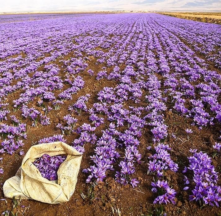 دستگاه پیاز کار زعفران مخزن ۵۰۰ کیلویی|ماشینآلات صنعتی|تربت جام, مطهری|دیوار