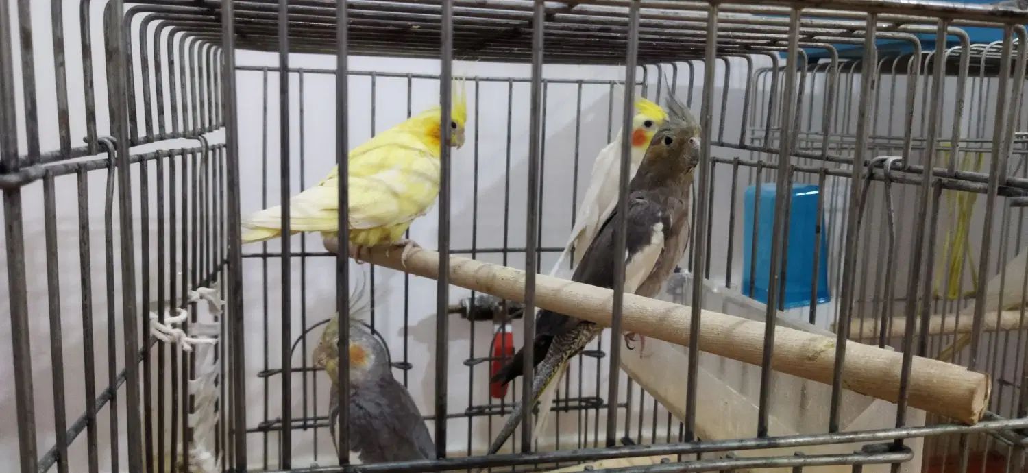 عروس هلندی سالم جفت|پرنده|کرج, کلاک بالا|دیوار