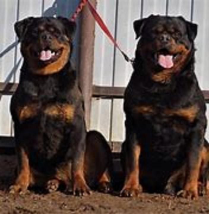 شاه توله نر روتوایلر توله های 70 روزه میکروچیب دار|سگ|قدس, معادن شن و ماسه|دیوار