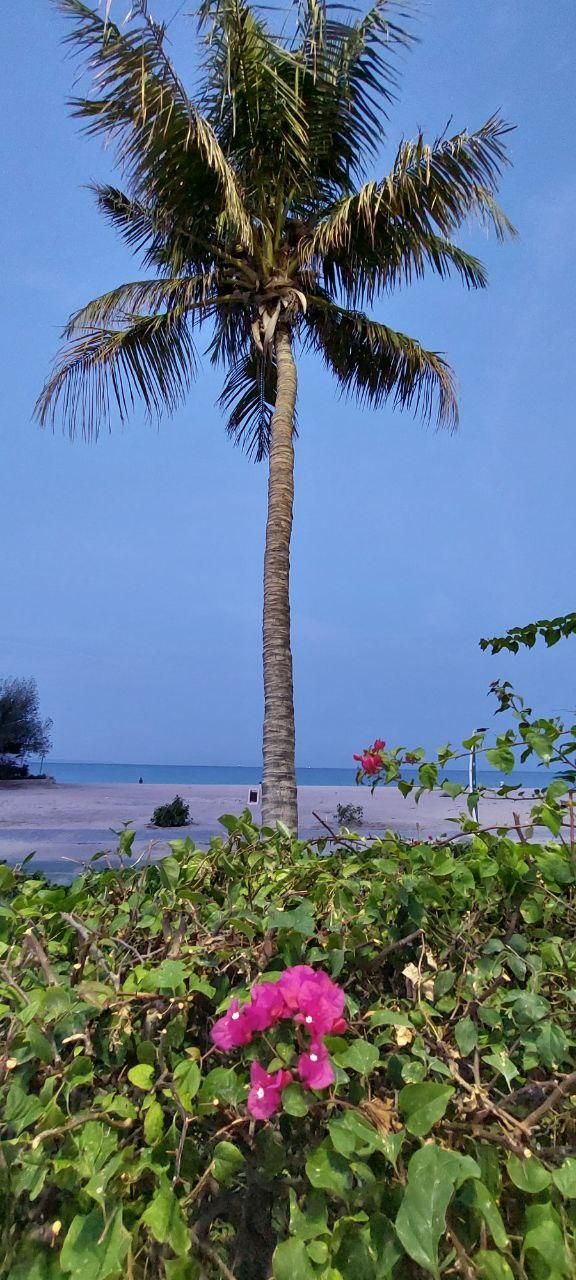 تور کیش|تور و چارتر|تهران, ایرانشهر|دیوار