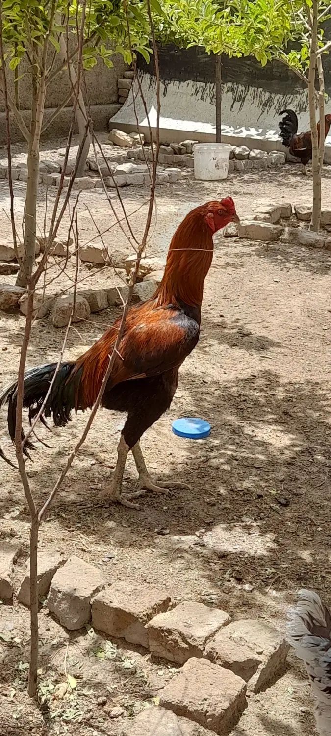 مرغ و خروس لاری|حیوانات مزرعه|مشهد, دهشک|دیوار