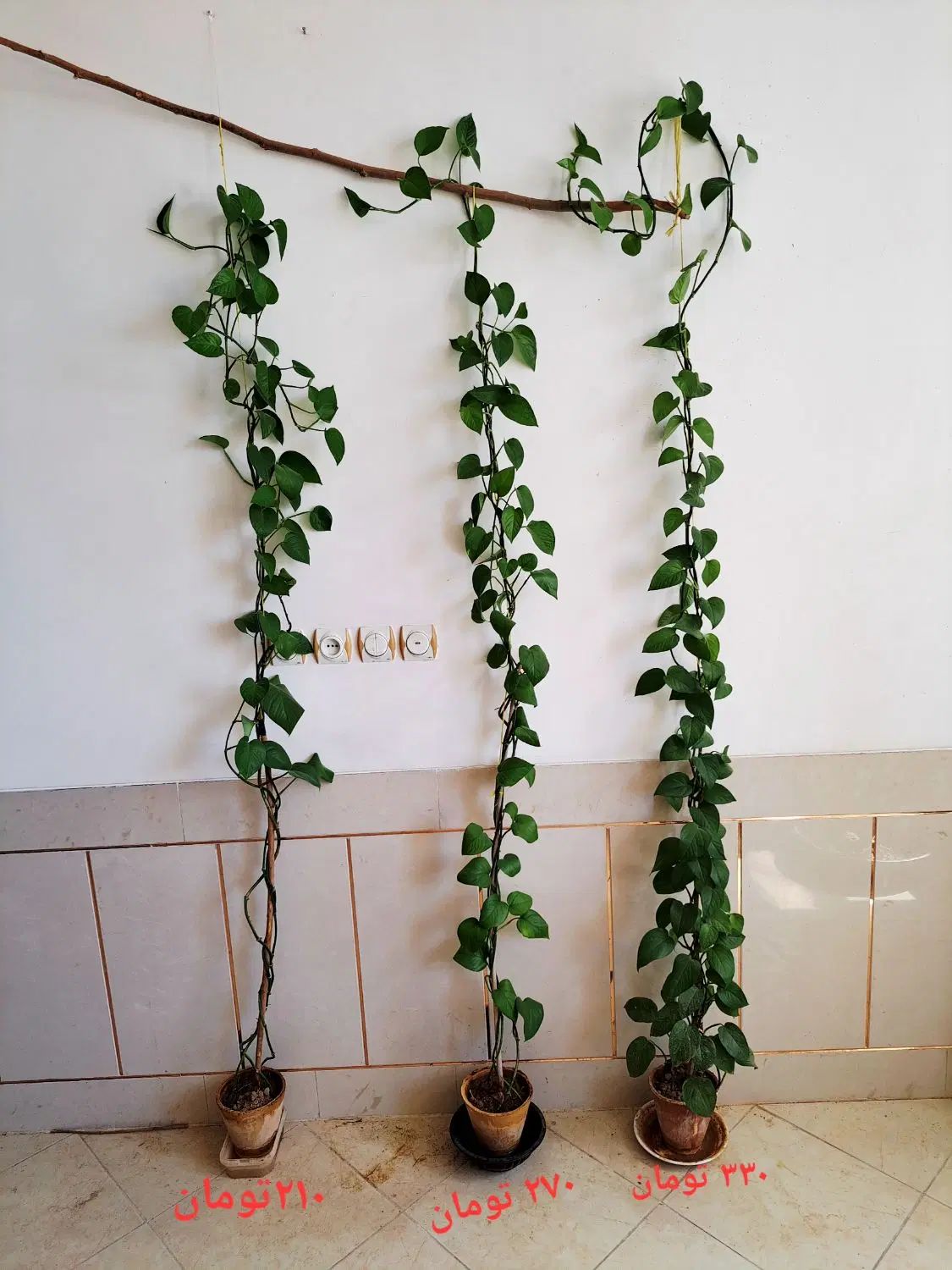 گل پتوس گل اشکی گل بگونیا خالدار شاداب پر ریشه|گل و گیاه طبیعی|نجف‌آباد, سعدی|دیوار