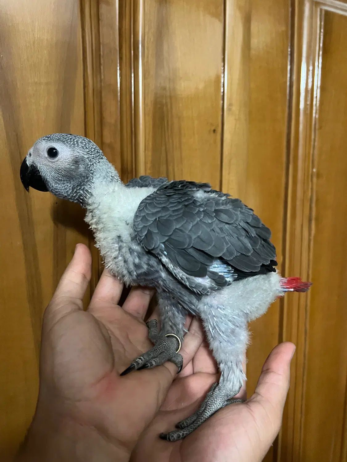 جوجه طوطی ماکائو ارا کاسکو|پرنده|اصفهان, ارداجی|دیوار