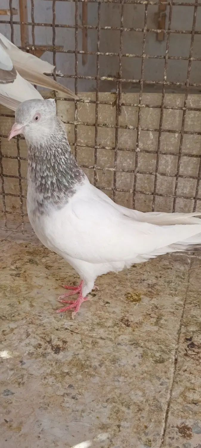 یک جفت کبوتر کله سبزو الماسی و ساده مگسی ماده|پرنده|مشهد, شهرک رازی (شهرک غرب)|دیوار