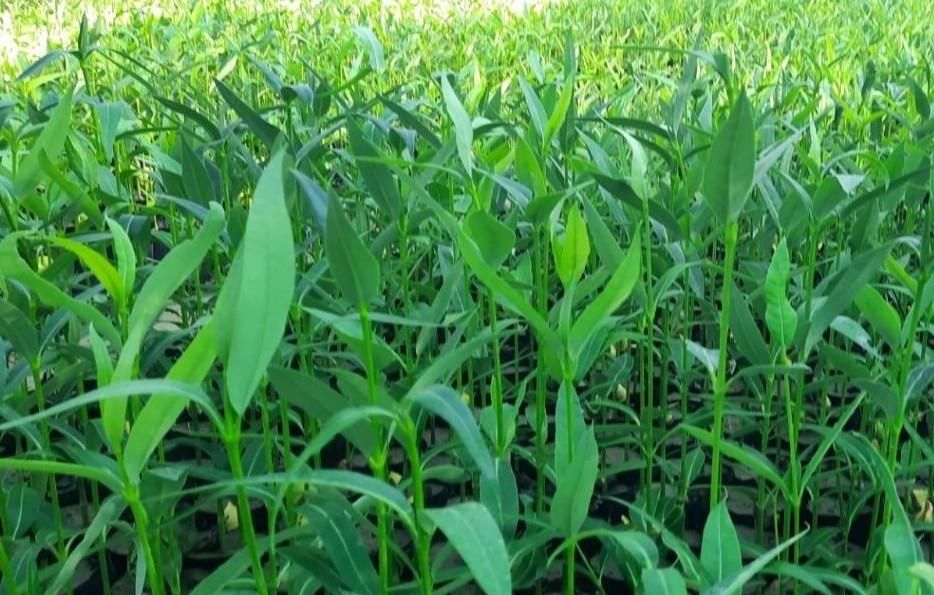 نهال حرا|گل و گیاه طبیعی|بندر ماهشهر, |دیوار