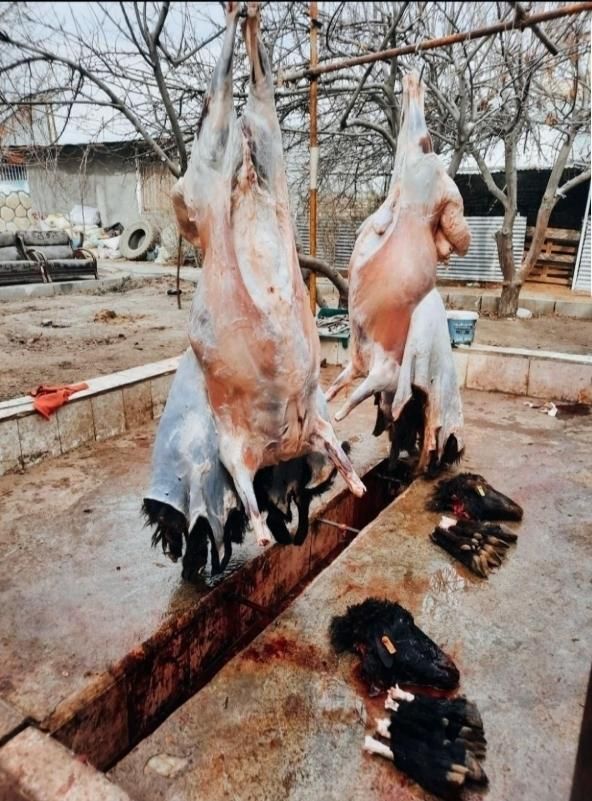 «گوسفند زنده بره نرینه ، میش با قصاب رایگان»|حیوانات مزرعه|مشهد, نوید|دیوار