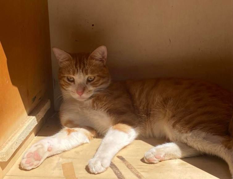 گربه گمشده|گربه|اردبیل, |دیوار