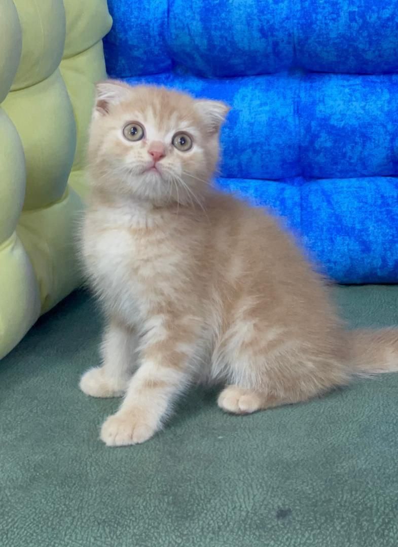 دامپزشکی حیوانات|گربه|اراک, |دیوار