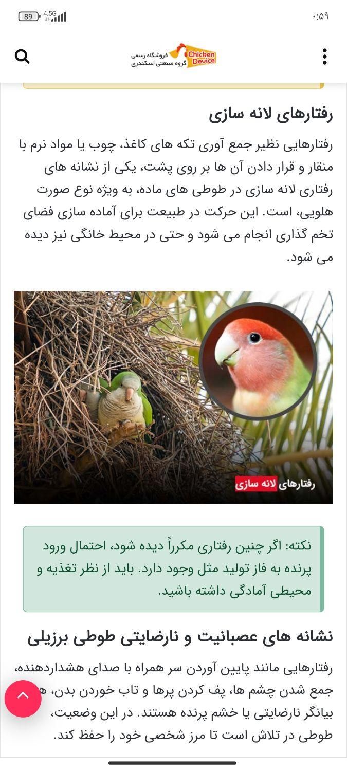 پرنده پیدا شده|حیوانات|چهارباغ, |دیوار