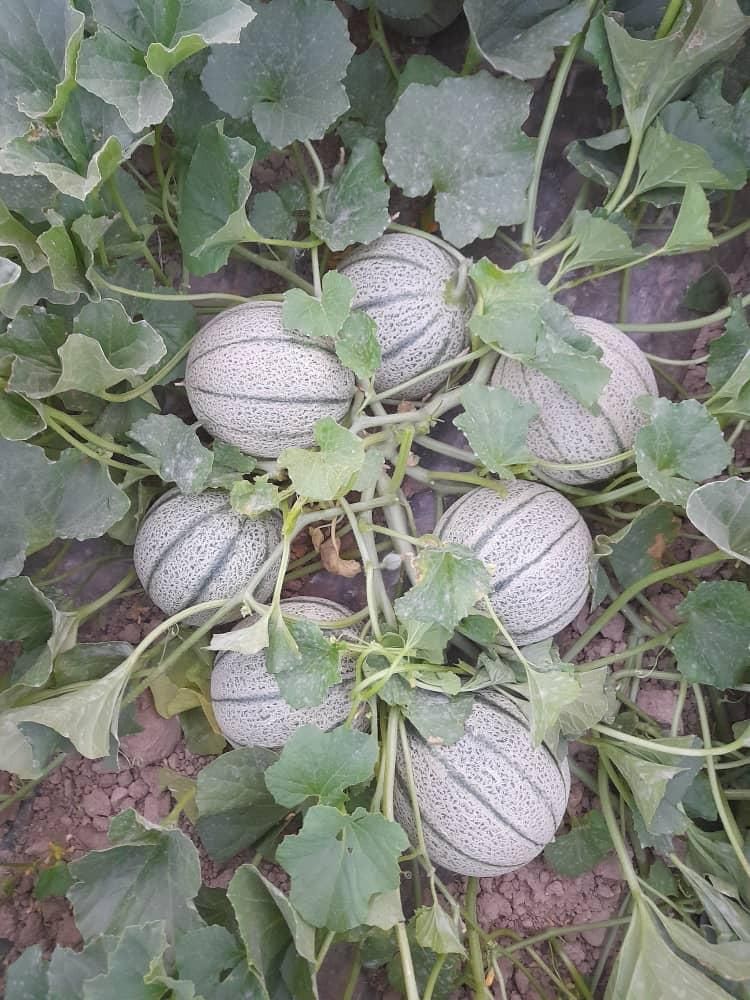 فروش طالبی درجه یک|خوردنی و آشامیدنی|کازرون, |دیوار