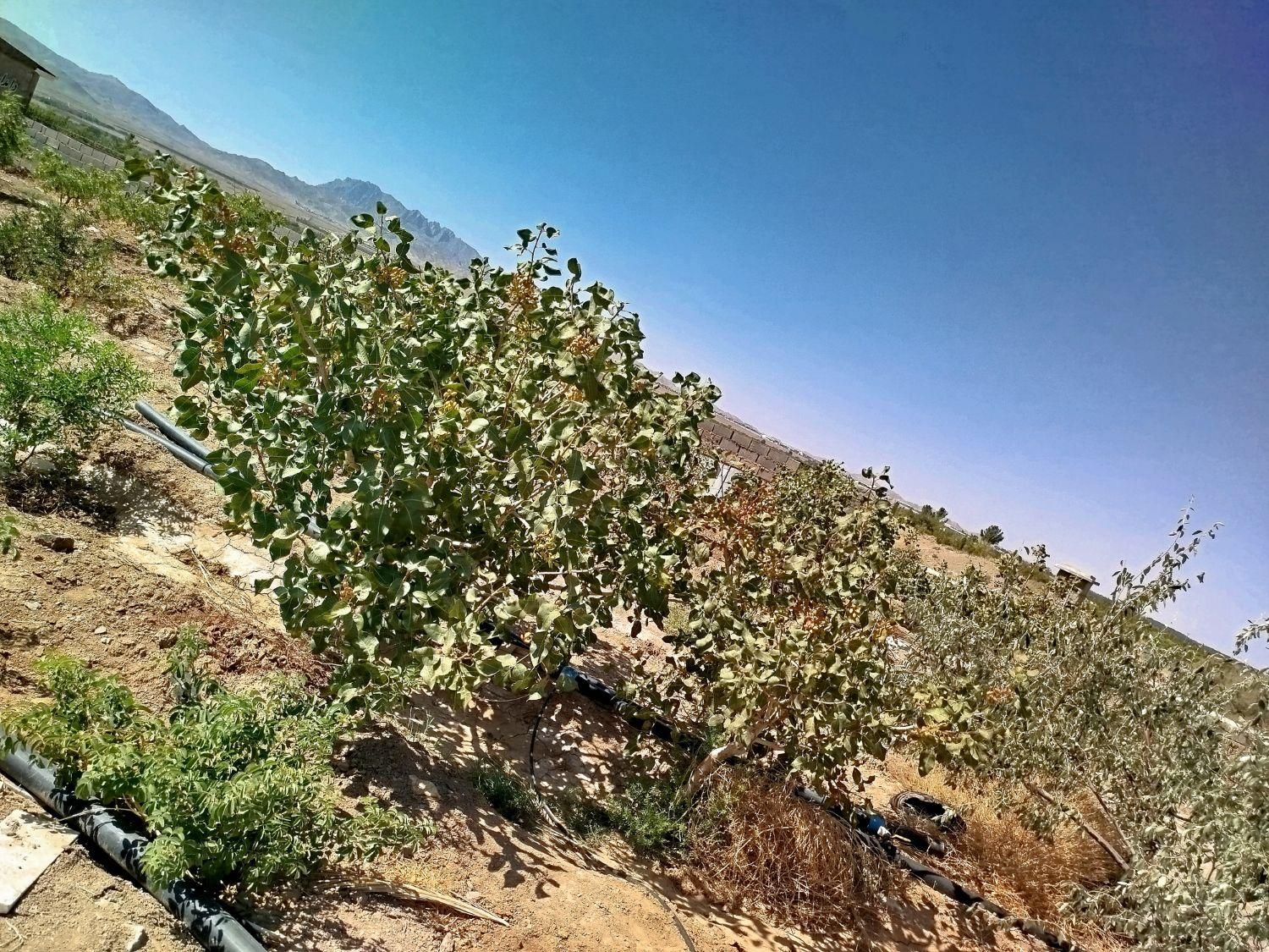 تصویر 3