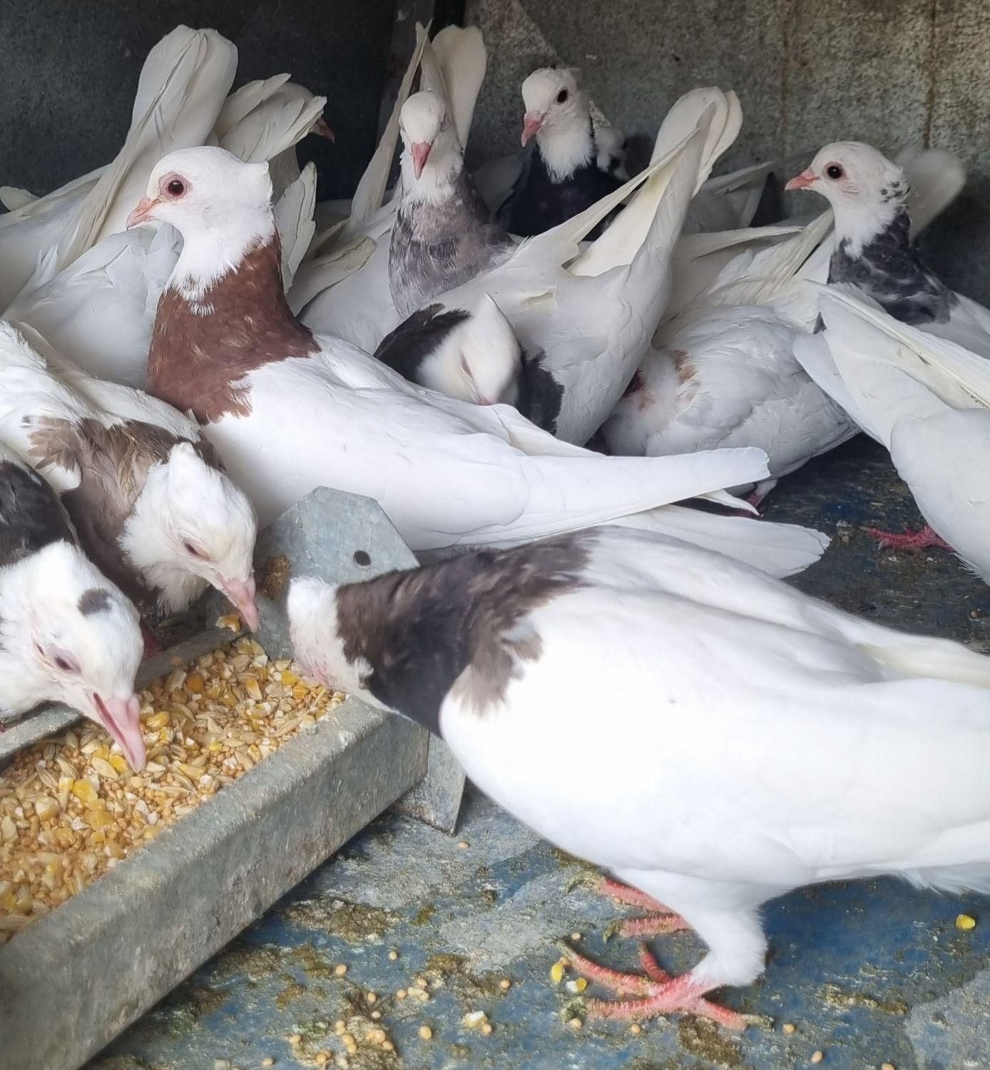 طوقی ساده|پرنده|مبارکه, |دیوار