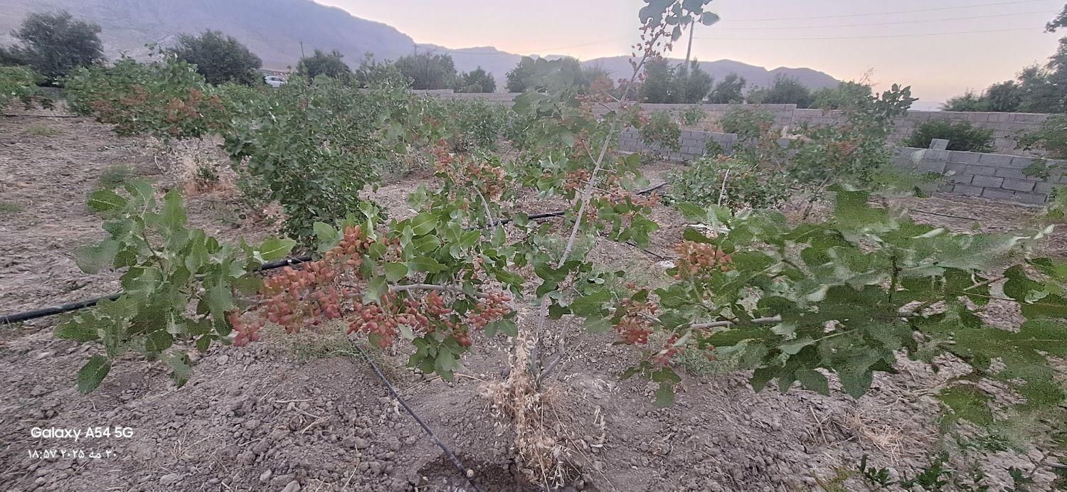 فروش باغ پسته  واقع در روستای مهارلو|فروش دفتر صنعتی، کشاورزی، تجاری|کوهنجان, |دیوار