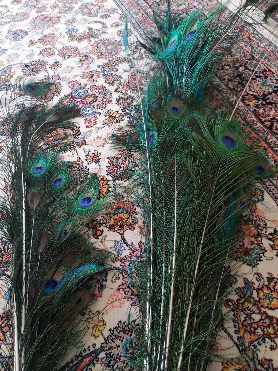 پر تاوس بزرگ ها شاخه ی ۵هزار کوچیکا۲هزار|صنایع دستی و سایر لوازم تزئینی|مریوان, |دیوار