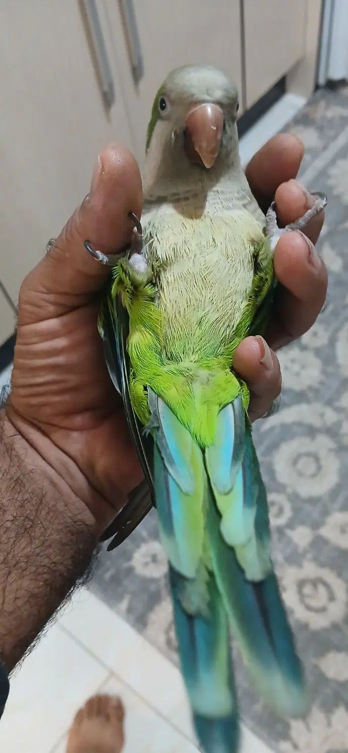 طوطی راهب سخنگو|پرنده|تهران, جی|دیوار