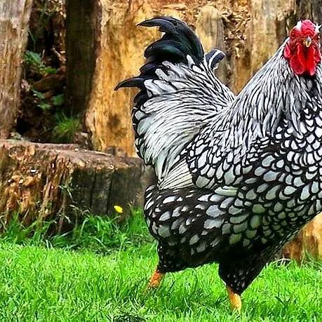 مرغ و خروس ویاندوت|حیوانات مزرعه|تهران, آبشار|دیوار