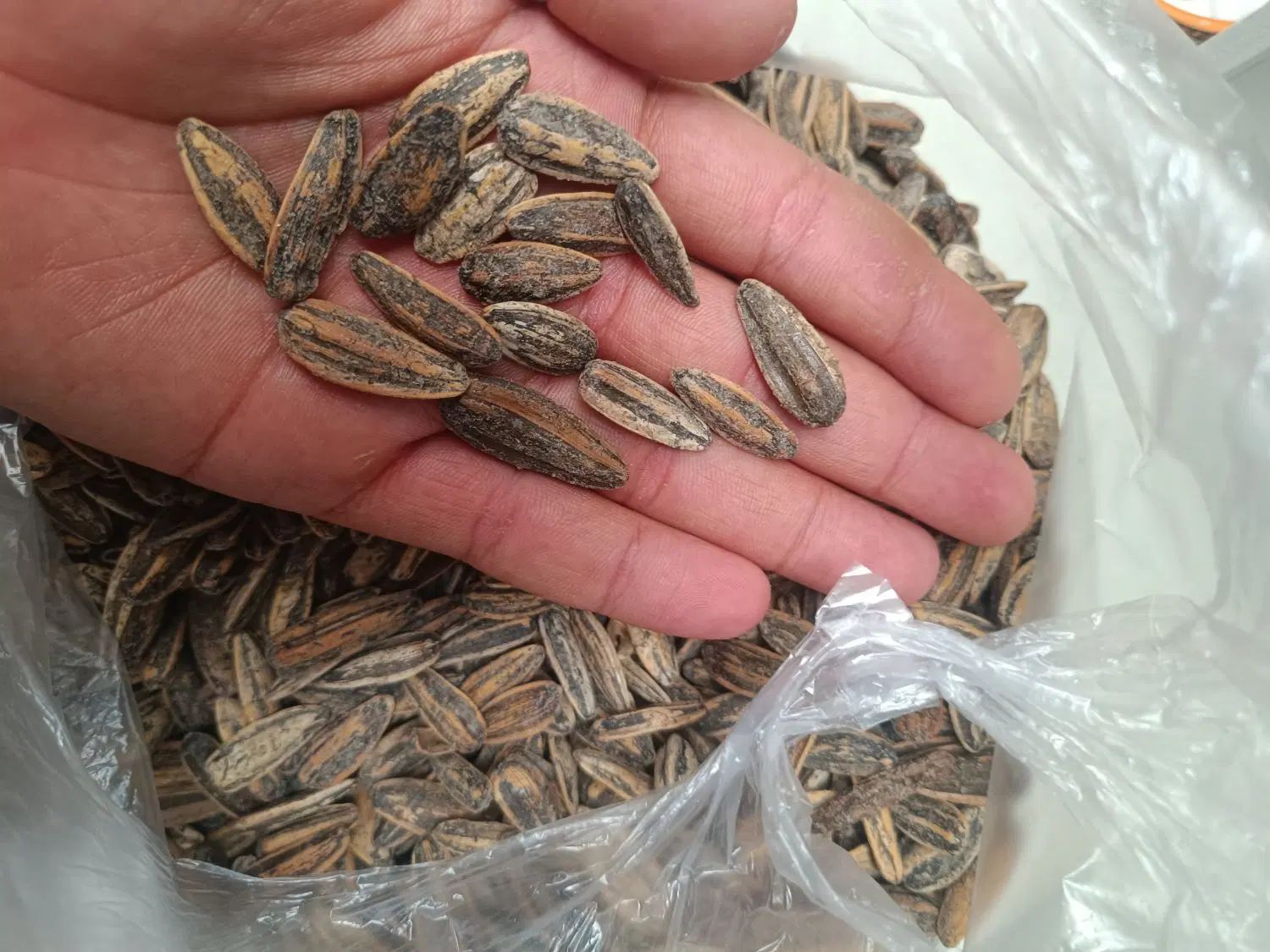 تخمه گل آفتاب|خوردنی و آشامیدنی|اصفهان, فروردین|دیوار