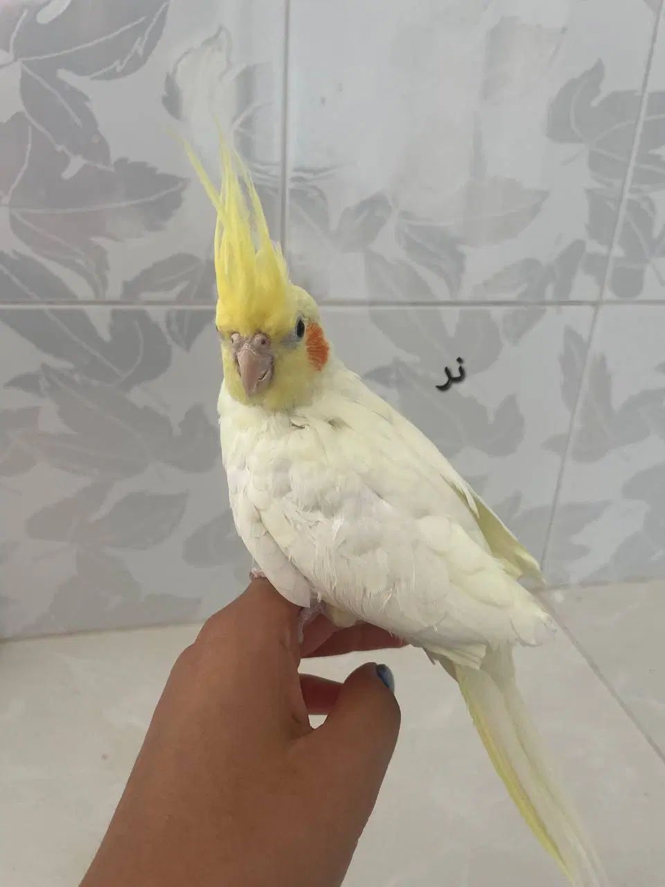 جوجه عروس هلندی نر و ماده ۵ ماهه دونه ای۷۰۰|پرنده|نیشابور, باغرود|دیوار