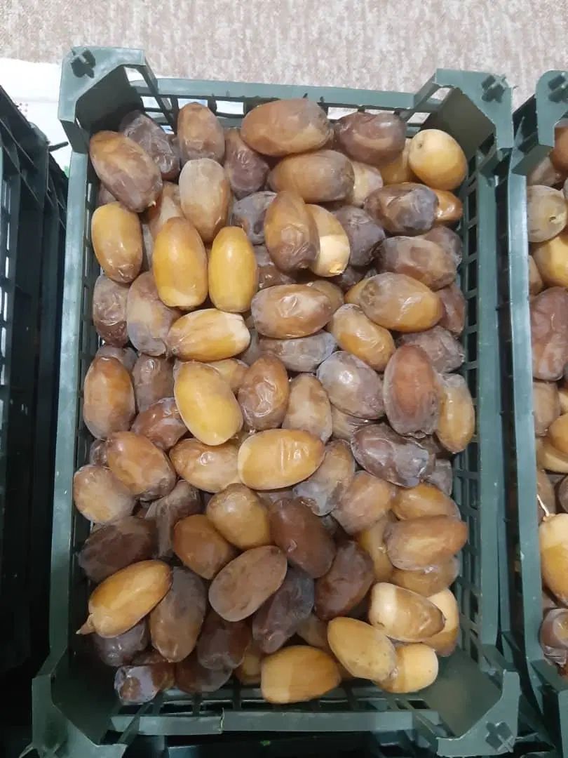 رطب کبکاب عسلی|خوردنی و آشامیدنی|کرج, بنیاد|دیوار