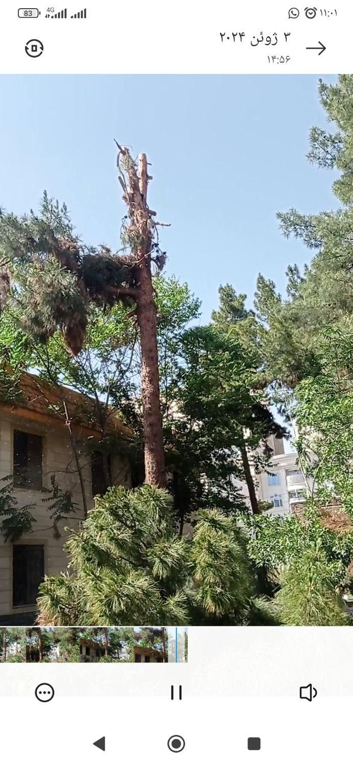 خرید چوب باغی سقفی به صورت|خدمات باغبانی و درختکاری|مشهد, توس (بلوار توس)|دیوار