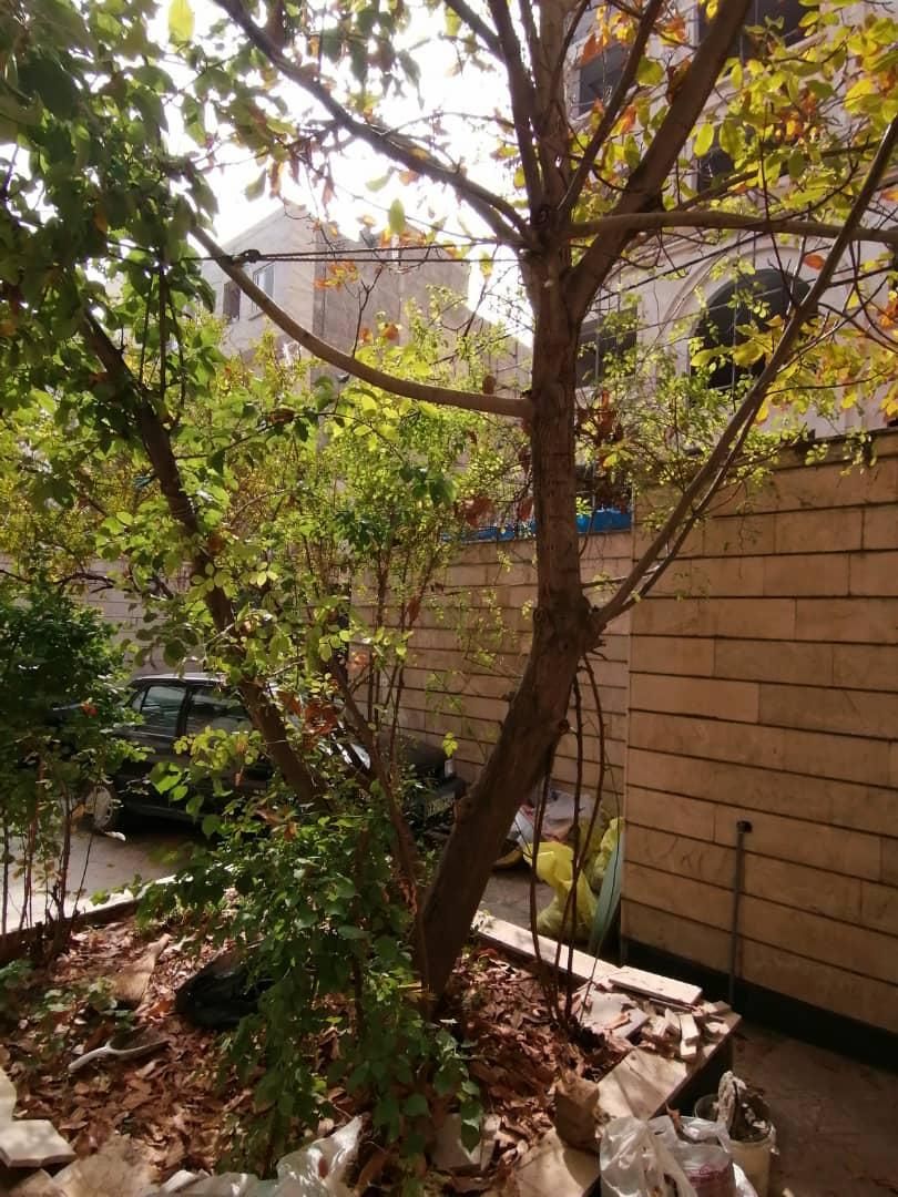 هرس و قطع درختان خشک با اره در کمترین زمان ممکن|خدمات باغبانی و درختکاری|مشهد, اروند|دیوار