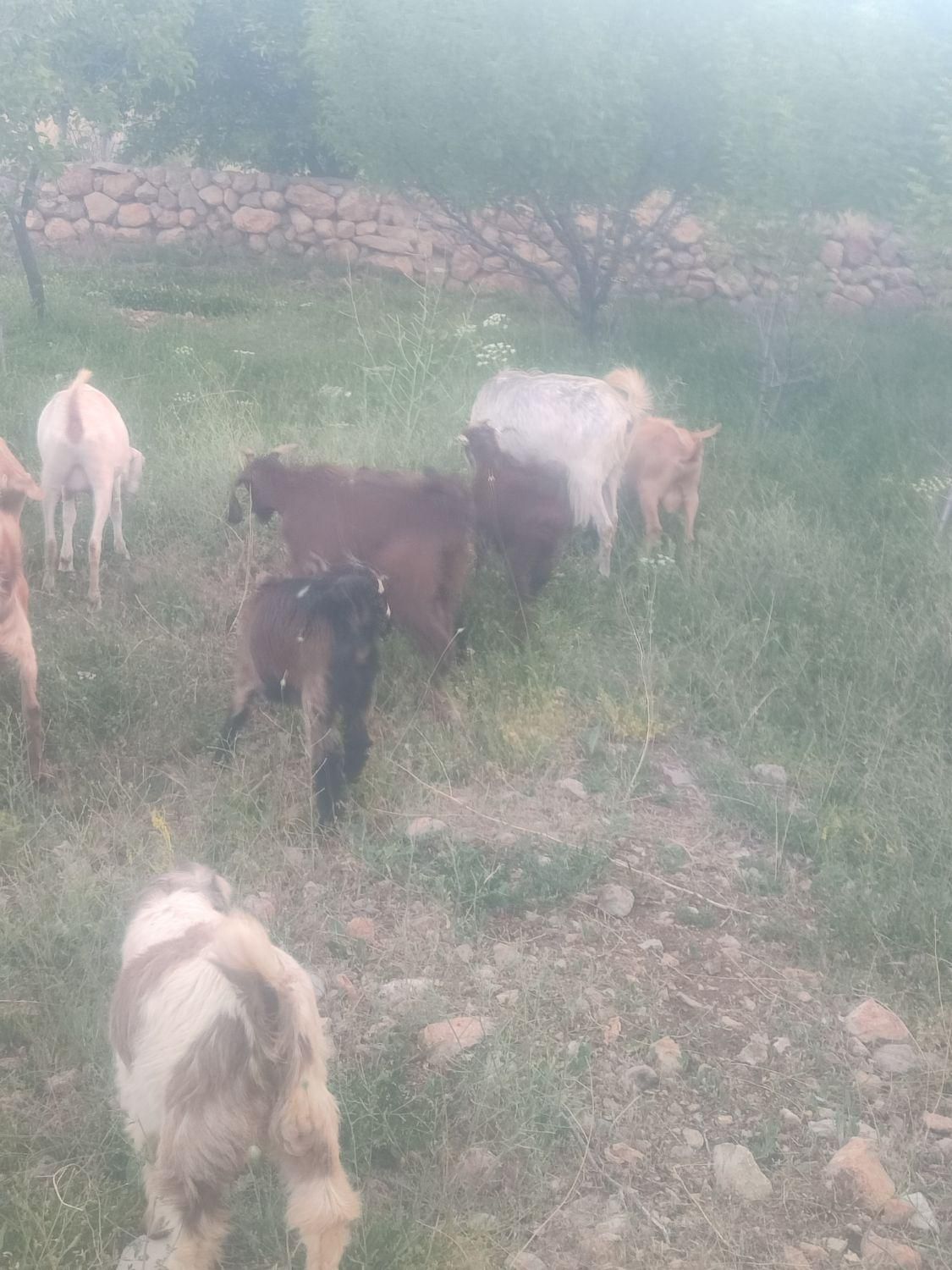 بزسانن|حیوانات مزرعه|مروست, |دیوار