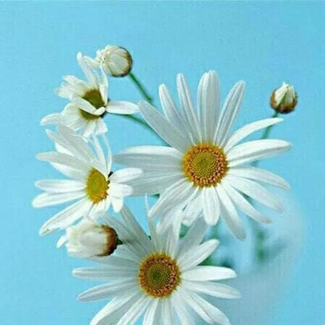 نیازمند سرویس مدرسه جهان دانش از حجت اباد|خودرو اجاره‌ای|سیرجان, |دیوار